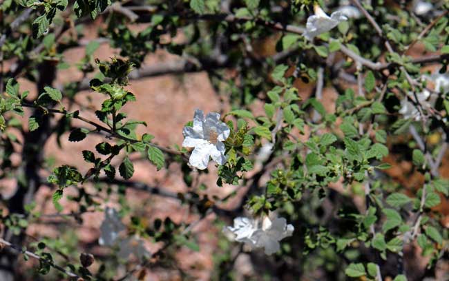 Cordia parvifolia, Little-leaf Cordia, Southwest Desert Flora